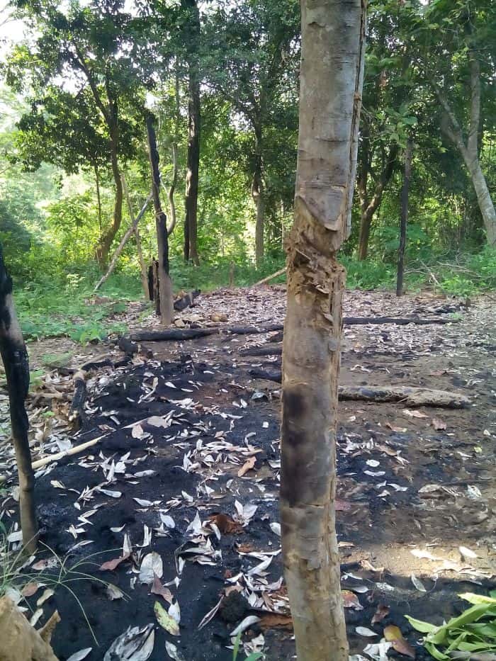 charred forest and hacked tree