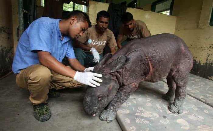 2-3 day old male rhino calf found alone in the wilderness of Agoratoli range rescued by Kaziranga forest staff and handed over to Centre for Wildlife Rehabilitation and Conservation (CWRC) the IFAW-WTI wildlife care facility for care on Monday,6th July 2015.Photo:Subhamoy Bhattacharjee/IFAW-WTI