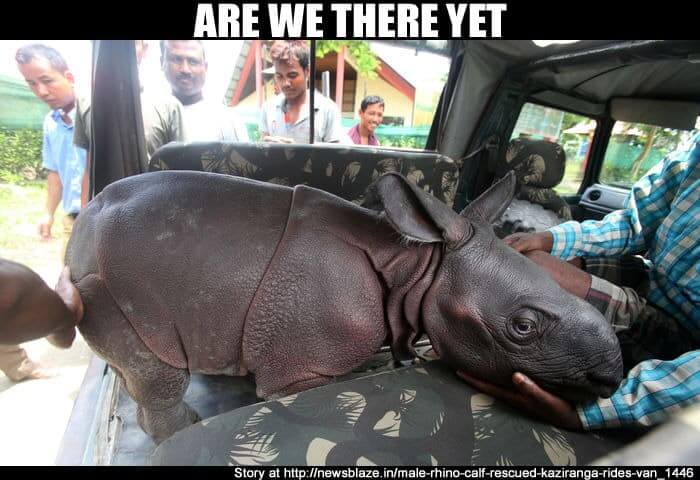 Male Rhino Calf Rescued in Kaziranga: Rides In Van