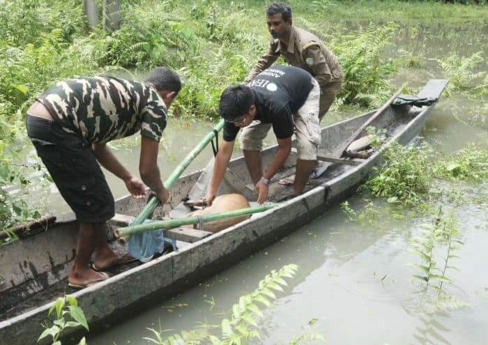 Flood in Kaziranga Both Curse and Boon for Inhabitants