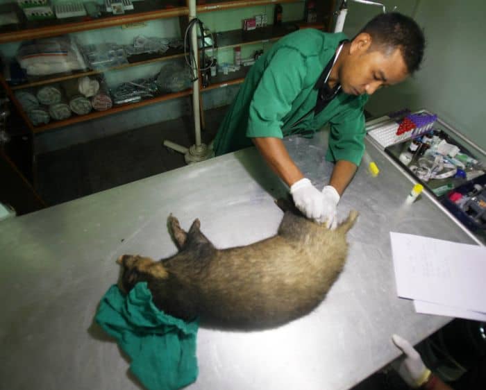 The full grown female hog badger's clinical examination