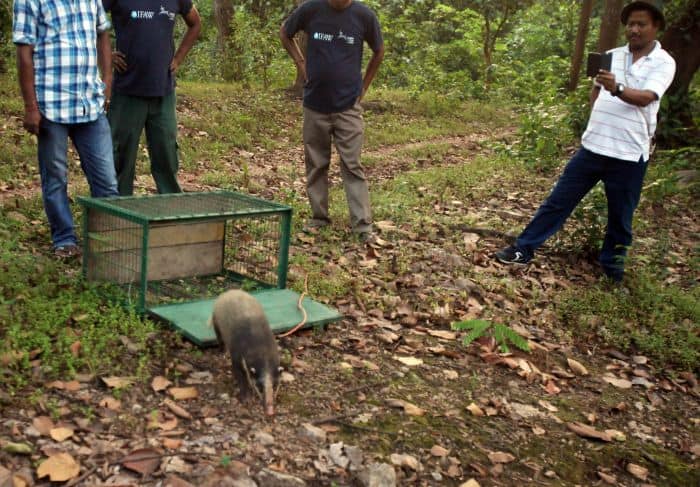 Full grown female hog badger explores the soil after her release in Rangalu forest, Kaziranga
