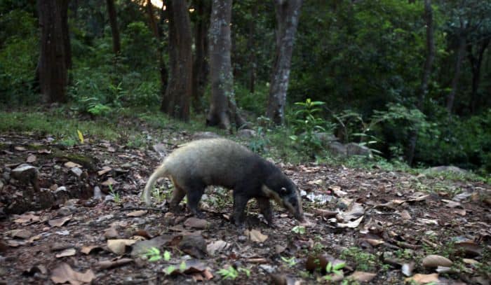 Full grown female hog badger walks away after release in Rangalu forest, Kaziranga, under Birhapahar Range.