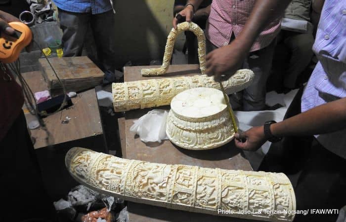 Biggest Ivory Seizures in India, 487 Kilograms Recovered