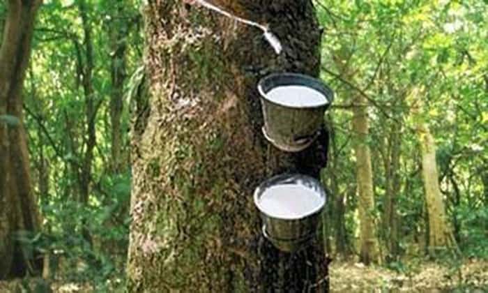 extracting rubber from a tree.