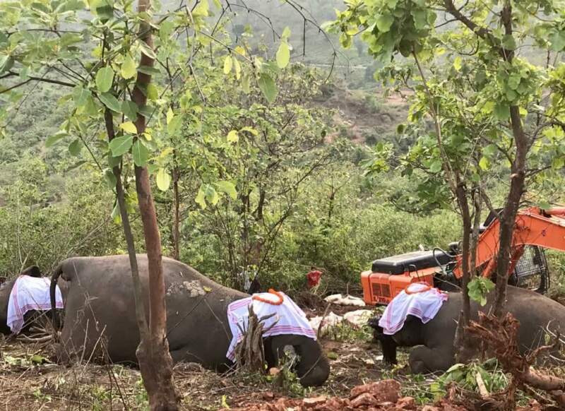 Bamunipahar Elephant Tragedy Needs Scientific Probe