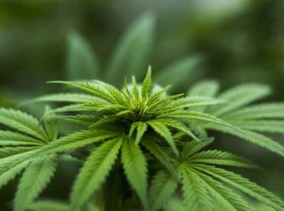seized drugs marijuana. Image by Herbal Hemp from Pixabay