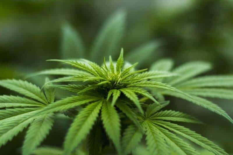 seized drugs marijuana. Image by Herbal Hemp from Pixabay