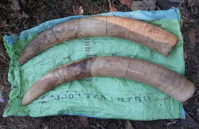 elephant tusks recovered from ivory poachers