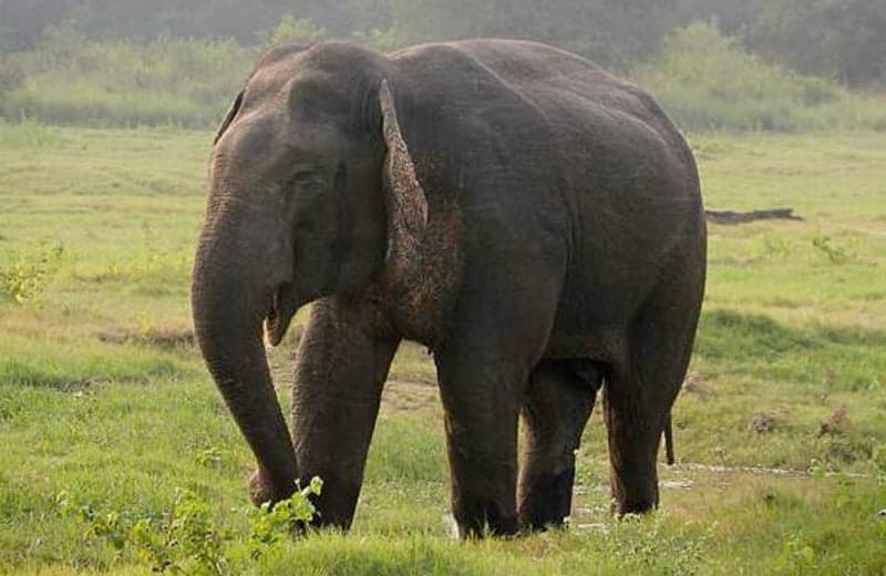 The lost kingdom of the elephants in Karbi Anglong